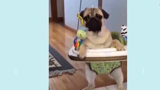 funniest compilation of dogs video 2021 # 2