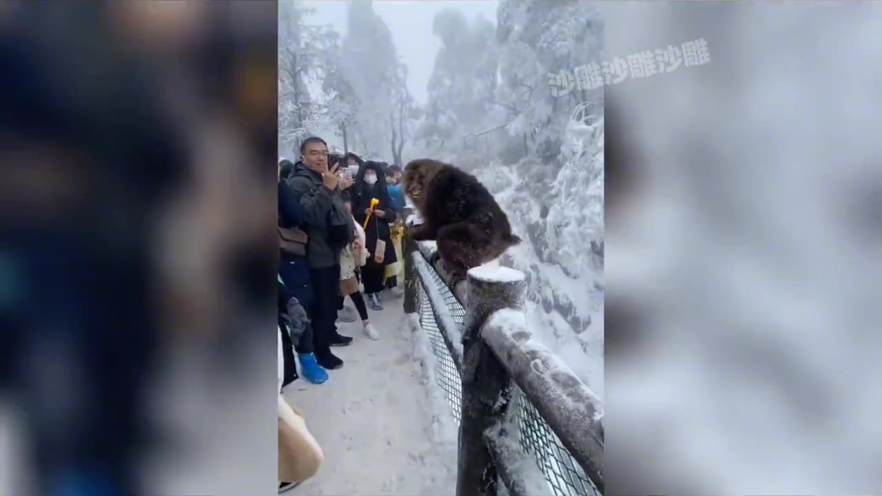 The Funniest Animals on the Planet: Can't Stop Laughing at These Hilarious Videos