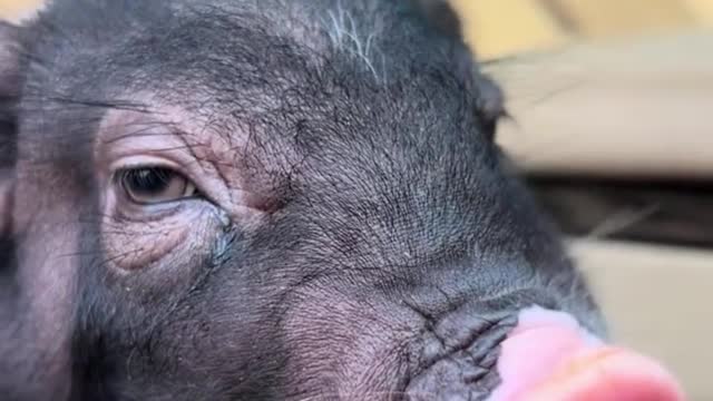 Cute pig eating watermelon in passenger seat