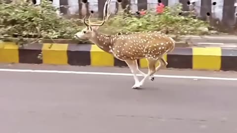 Deer short video