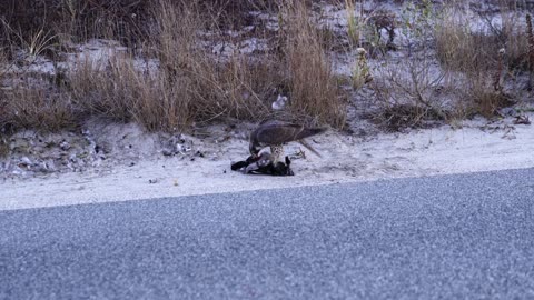 Peregrine Falcon #3