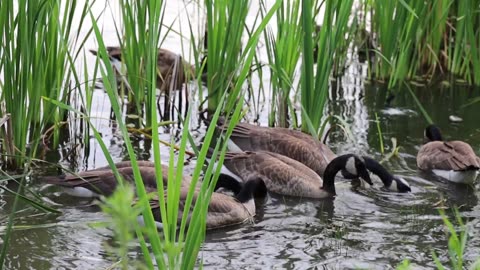 Duck 🦆🦆 in canal. | NatureLensAdventures