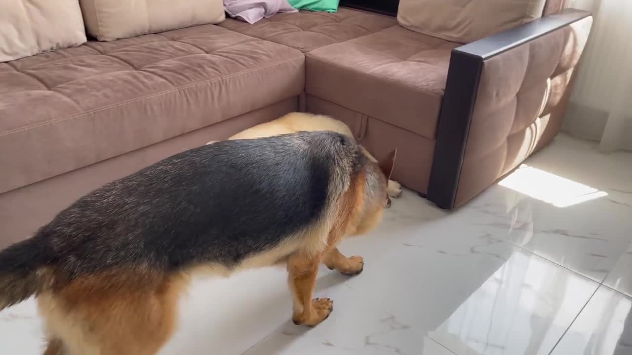 German Shepherd Demands Golden Retriever to share the Ball with him