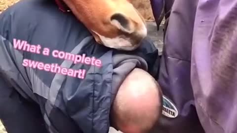 Precious moments between man and animal