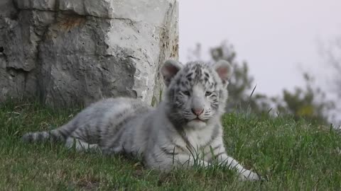 Cute Tiger Baby 🥰