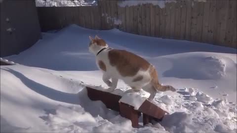 Rudiger only kind of loves the snow 😻