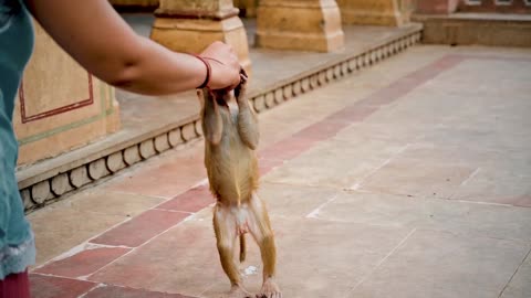 short video of monkey in galtaa ji temple