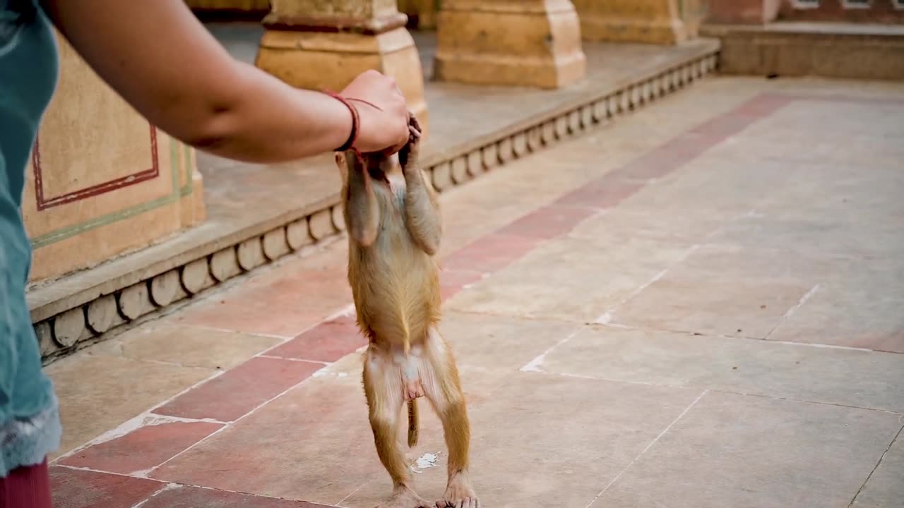 short video of monkey in galtaa ji temple