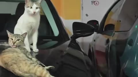 #Funny #laugh# interesting#video#short video#short