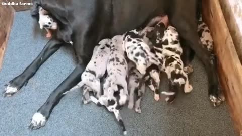 Free Free Adoption Great Dane Harlequin Marlequin puppies 🔥🔥