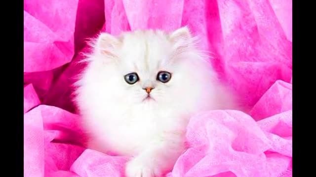 Cat lovers video.Beautiful cat