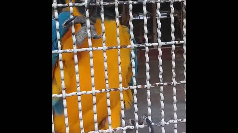 Parrot in nature compiled clips
