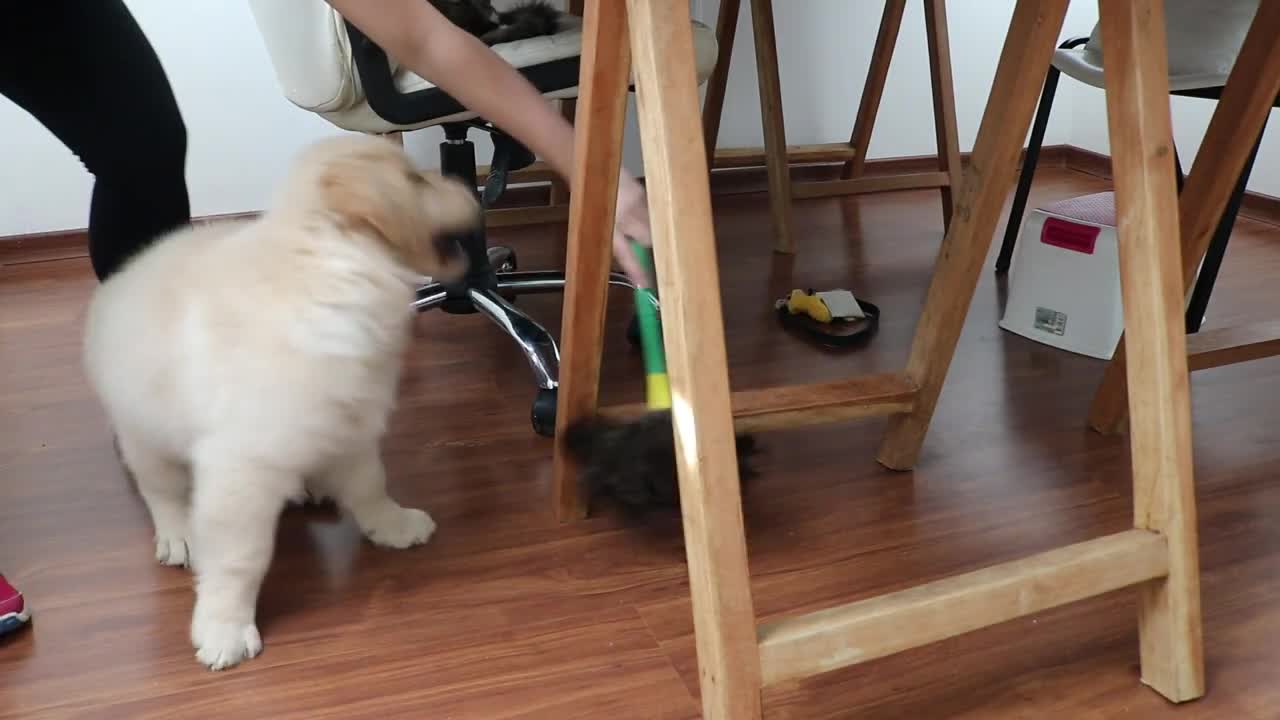 Trying To Clean Up The House With Golden Retriever Puppy (Impossible Mission)