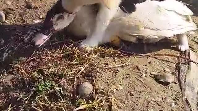 Dog and Duck Playing