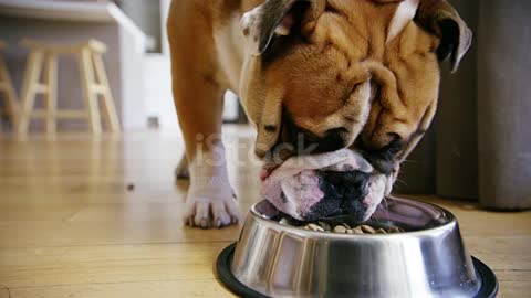 Running to is dog bowl to eat his food at home the day