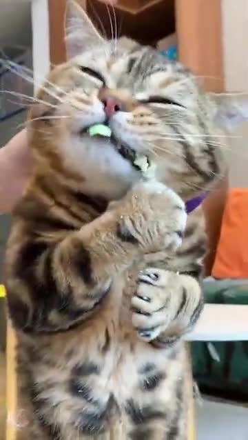 the cat is eating fruit and being bitten