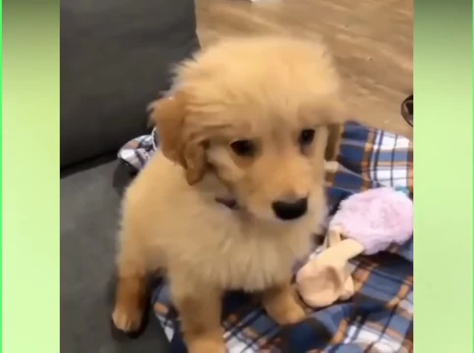 Howling puppy || puppy trying to get attention by howling