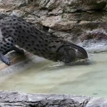 Dusky’s going fishing