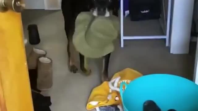 Good boy greets owner with a new object every day 🙃