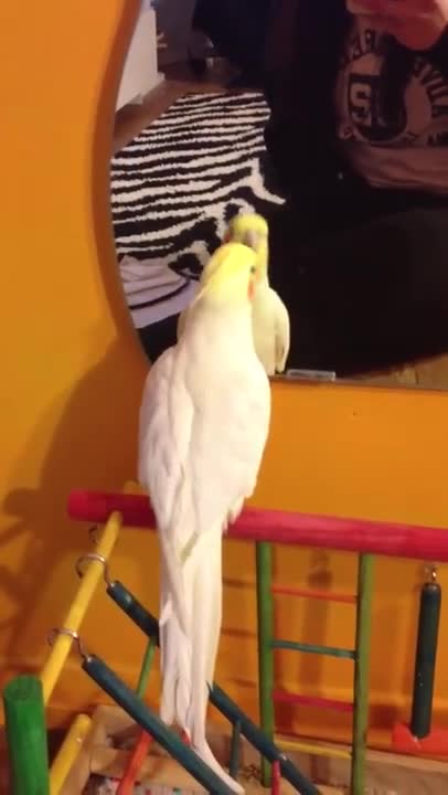 Cacatúa canta y baila al ritmo de un clásico de los 70's