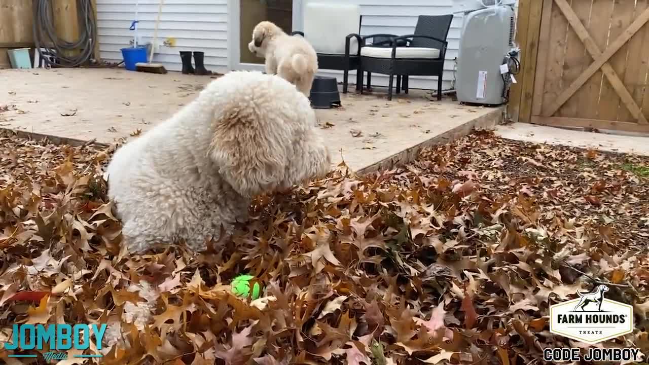 Dogs Play with Ball