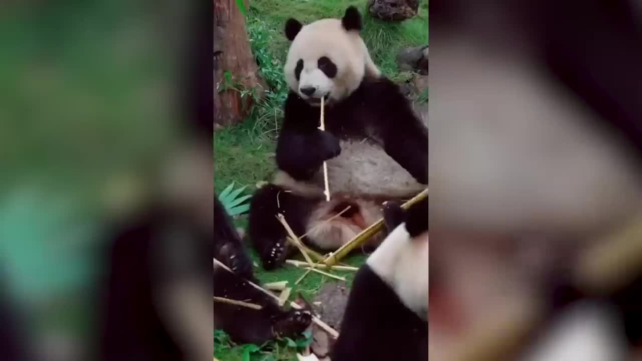 how elephants bathe