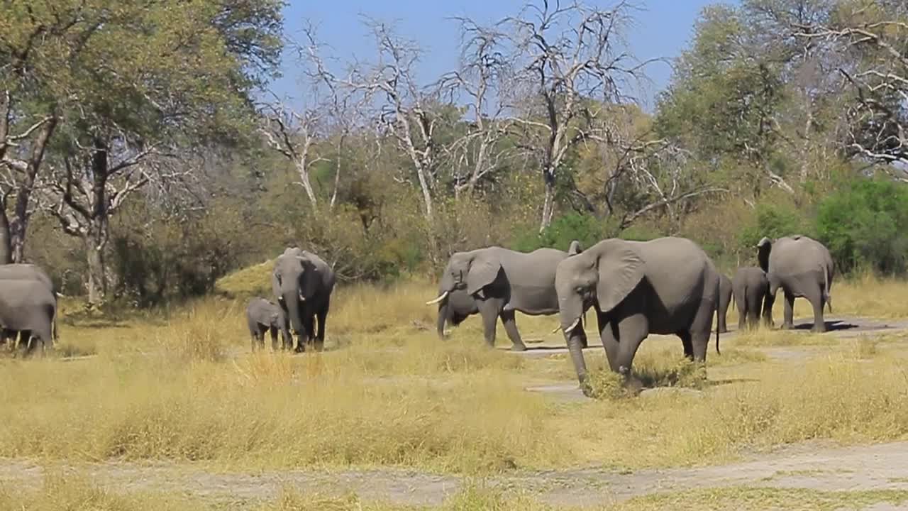 Elephants Getting Ready to Hunt