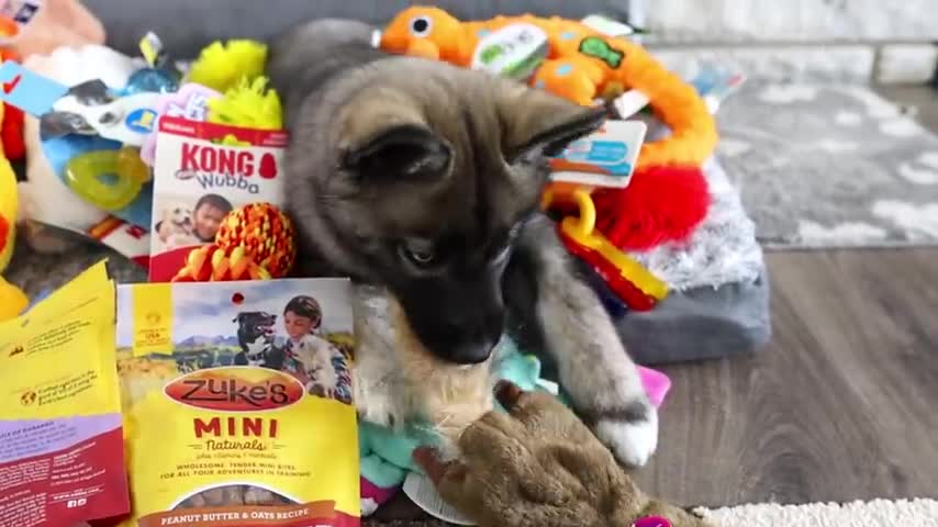 Everything I bought for my new puppy Husky; Puppy Haul Essentials