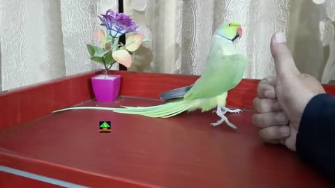 Tiger Ringneck Parrot Love To Dance With My Hand - Tiger So Funny And Dancing Ringneck Green Parrot_