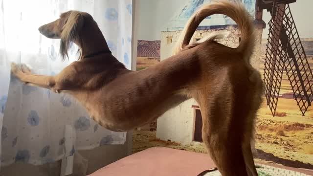 Pup Stretches with Window Sill