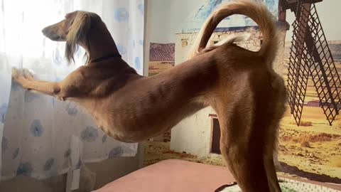 Pup Stretches with Window Sill