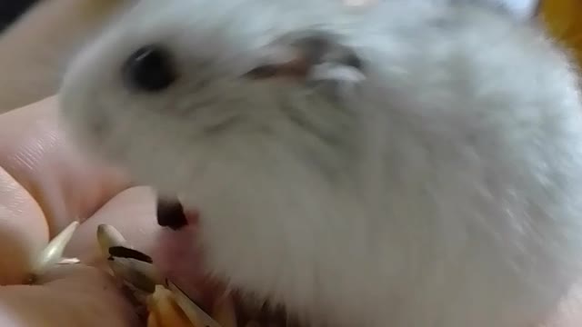 Funny hamster eats seeds.