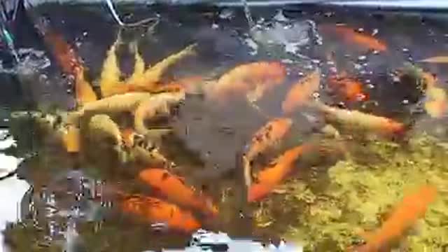 Koi fish