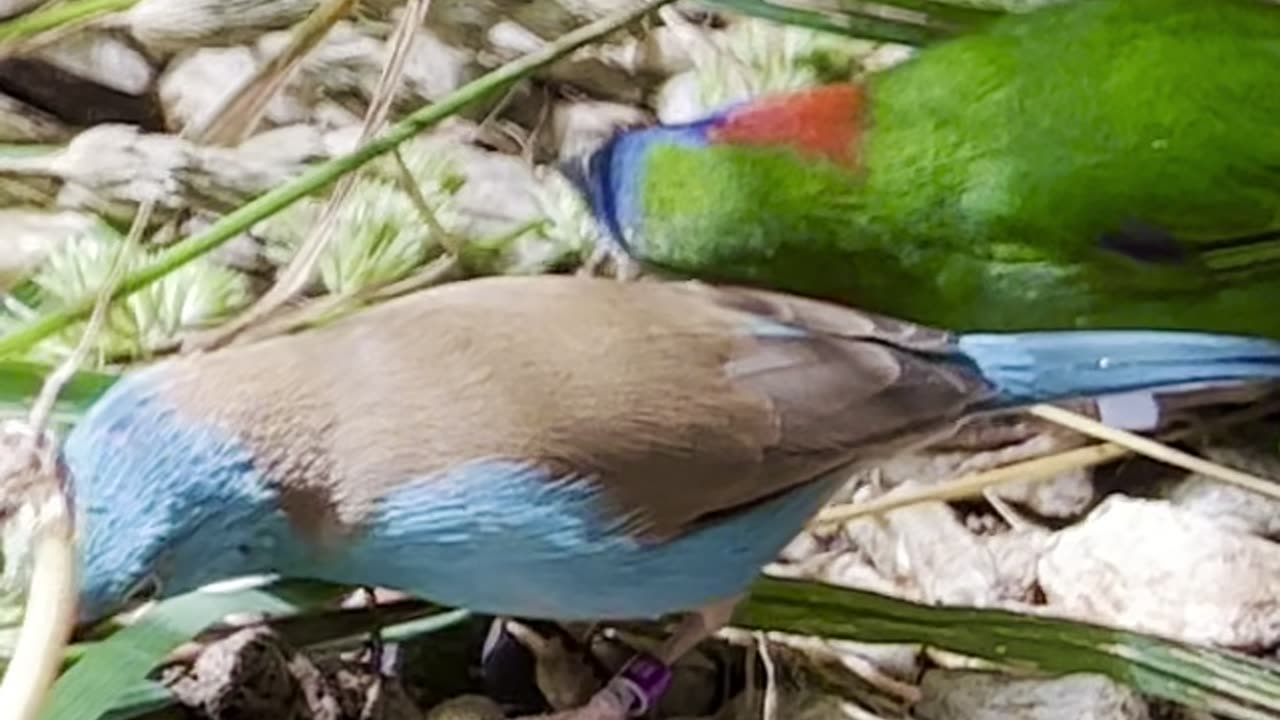 tropical aviary birds