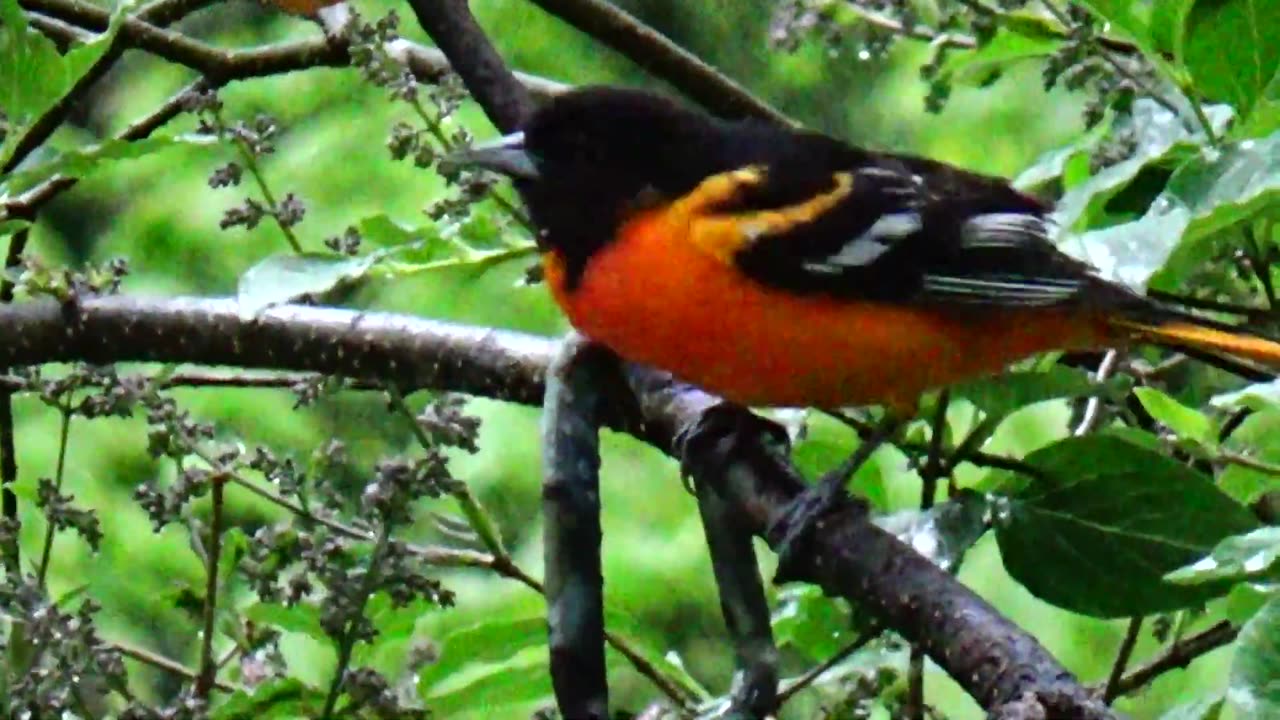 Oriole