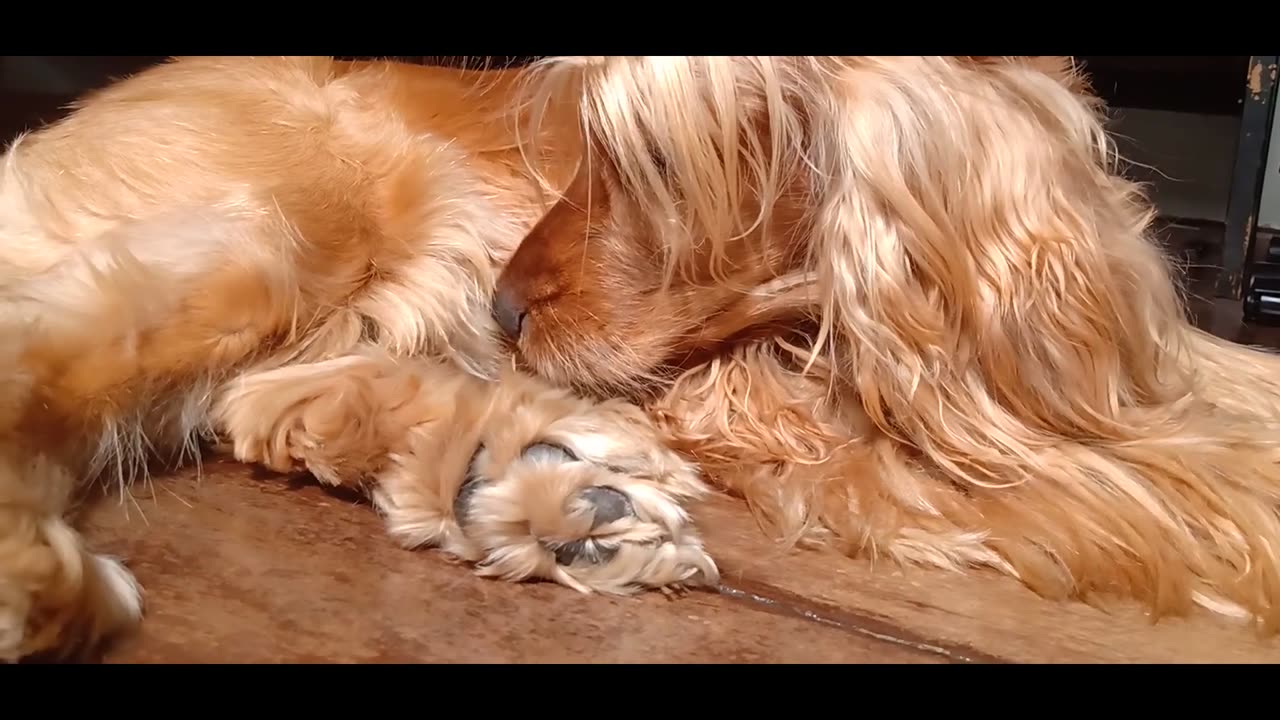 entretenimento, cachorro, fofo, animais de estimação, animais