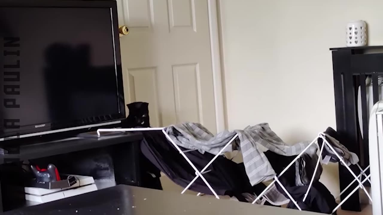 Cats In Their Mood