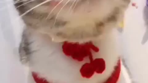 Here's a on -minute roundon of a cat life. #animals