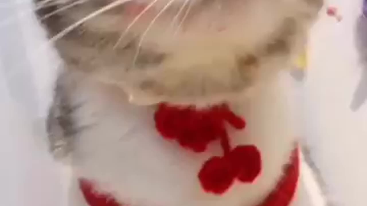 Here's a on -minute roundon of a cat life. #animals