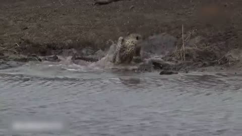 Crazy! Mad Crocodile Fierce Attack & Kill Lion For Awake It From Nice Dream | Pride Rescue But Fai