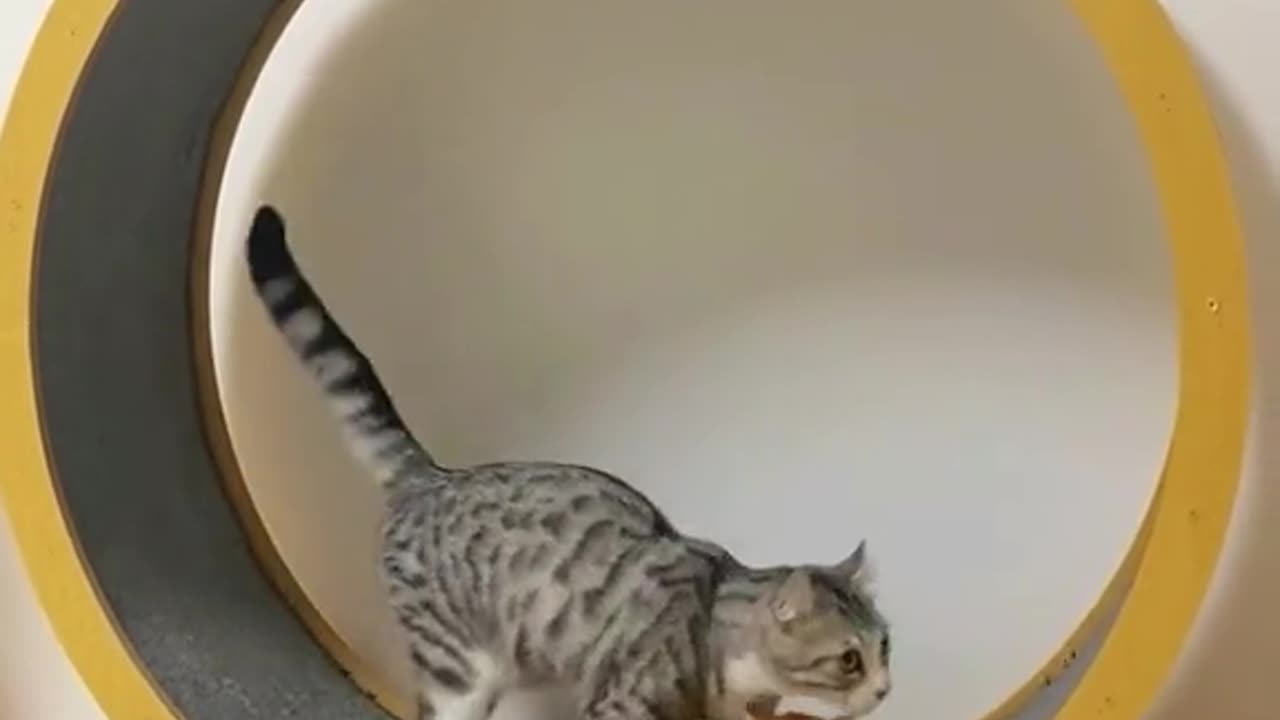 cats big wheel