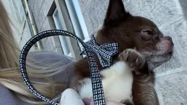 Chihuahua Pretends to Walk While Carried