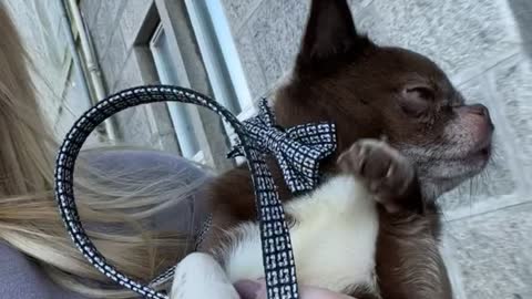 Chihuahua Pretends to Walk While Carried