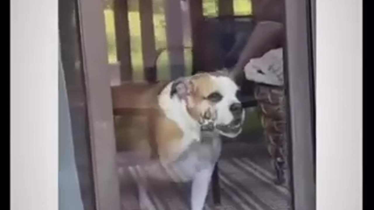 Funny Dogs In Hilarious Videos Be.....