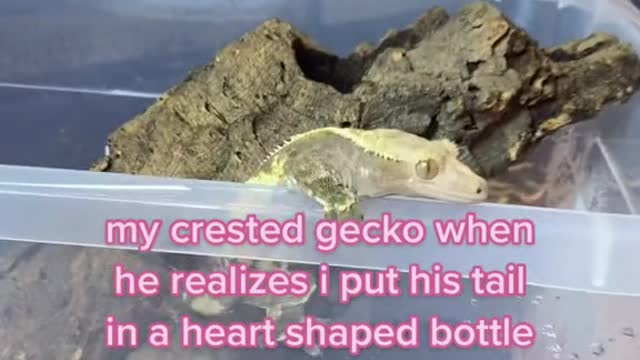 my crested gecko when he realizes i put his tail in a heart shaped bottle