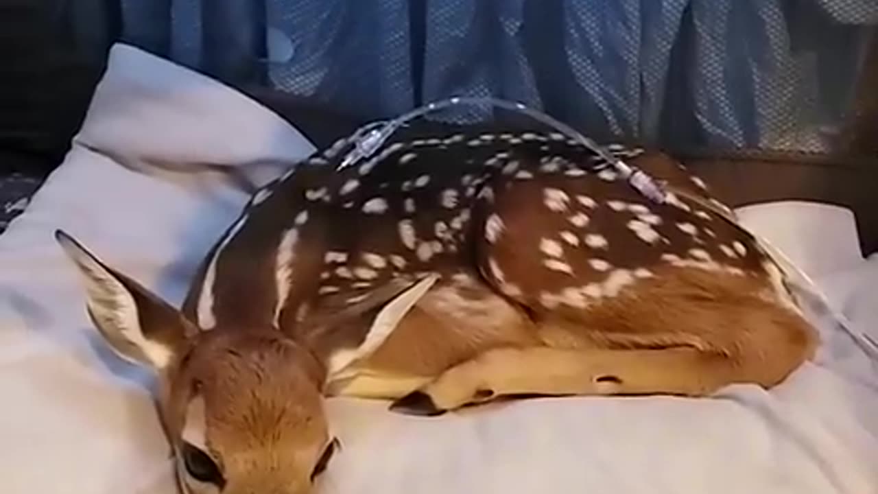 Three baby deer who had lost their mother !!!🦌🦌🦌