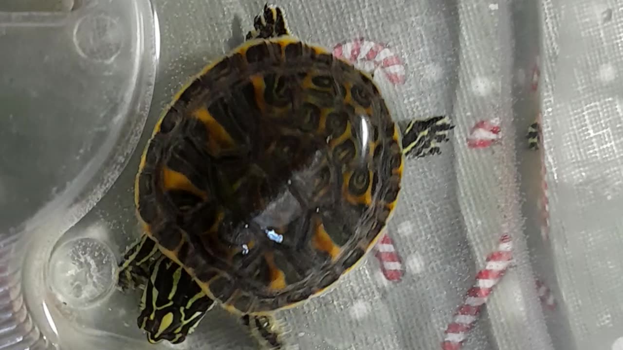 My little turtle
