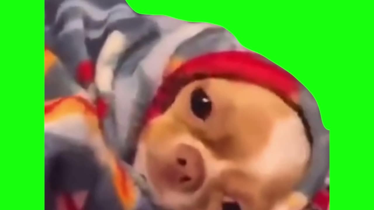 Blanket Dog Laying Down | Green Screen