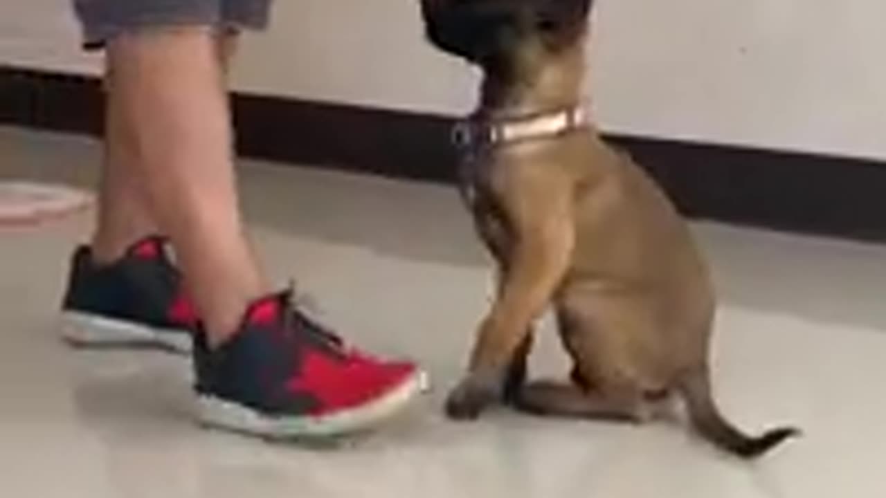 3 Month Belgian Malinois Training