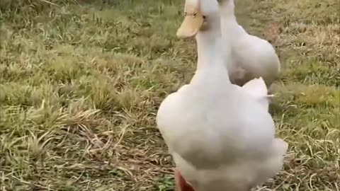 running duck